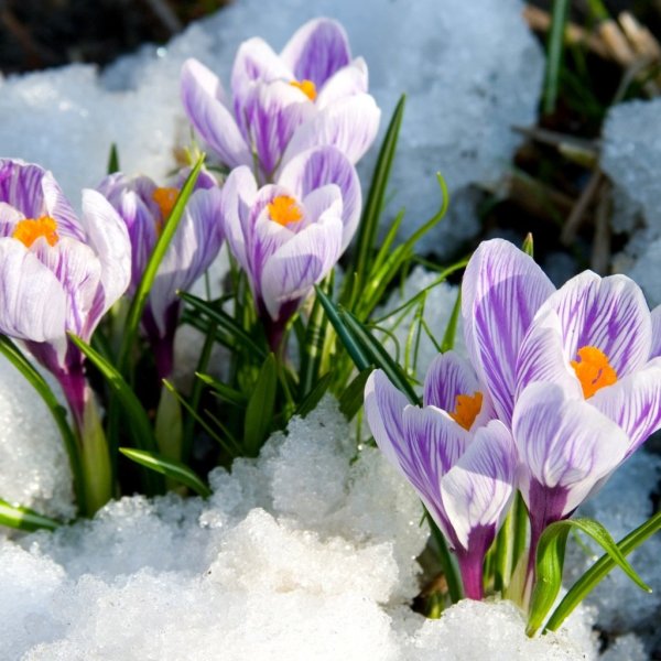 Ранняя Весна природа