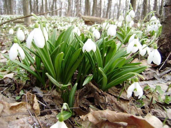 Весна апрель