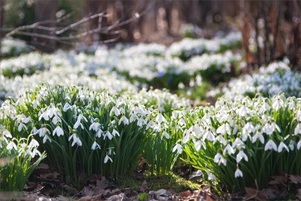 Весна месяц апрель
