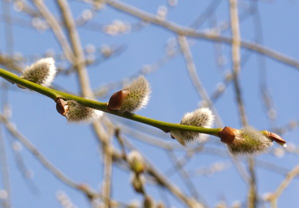 Апрель природа