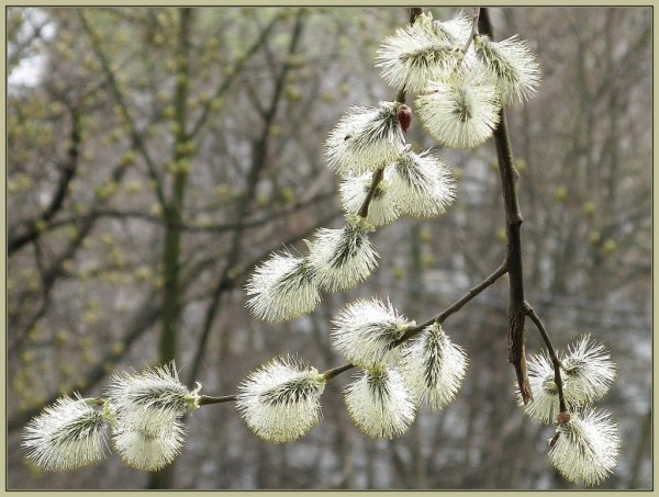 Весна апрель