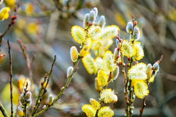 Весна Верба