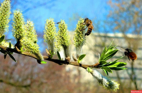 Весна апрель