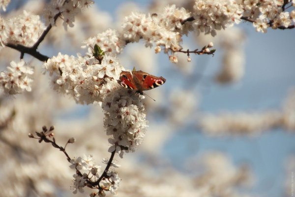 Природа Весна апрель