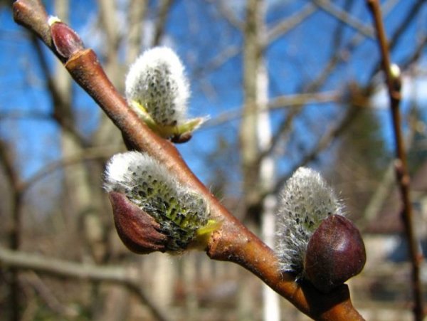 Апрель природа