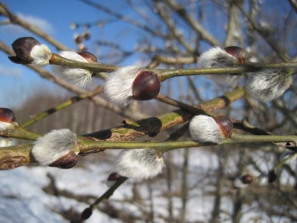 Весна месяц март