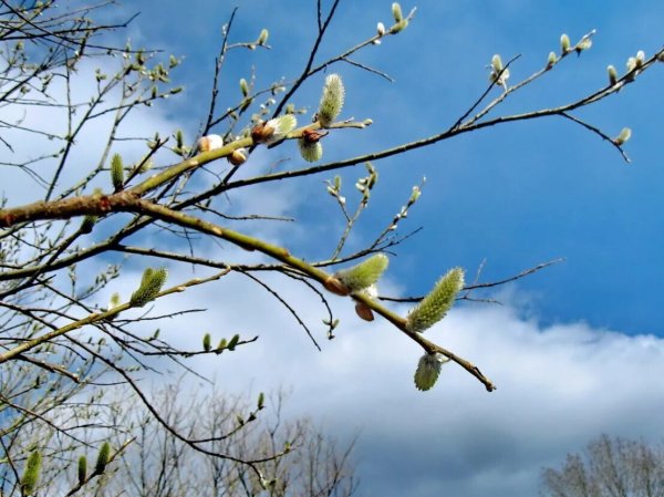 Природа Весна апрель