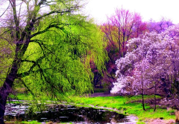 Природа поздней весной