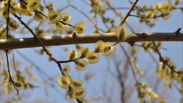 Месяц апрель природа