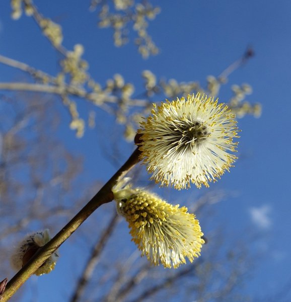 Весна апрель