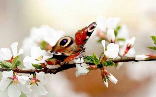 Весеннее настроение