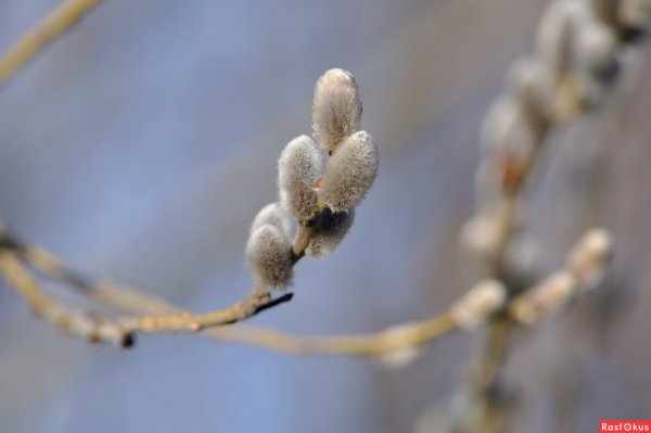 Природные явления весной