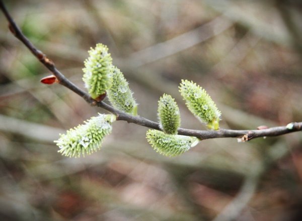 Сосульки на солнце
