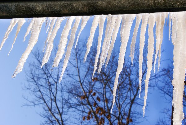 Цветущий абрикос