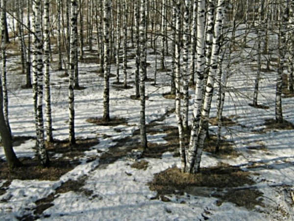 Неживая природа весной