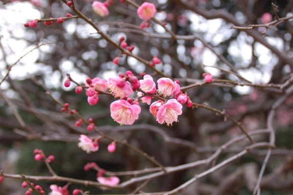 Весенние явления природы