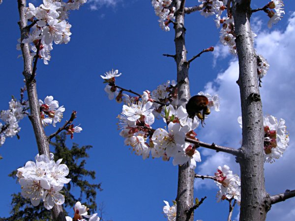 Капель это для детей