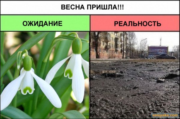 Медведь просыпается весной