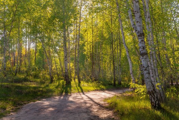 Березы Ленинградской области