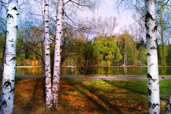 Береза летом