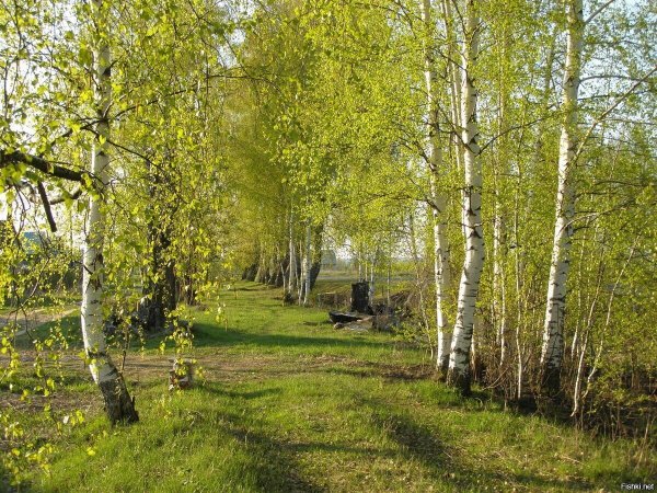 Весна природа деревня