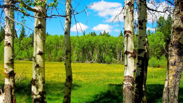 Березовый лес Великий Новгород