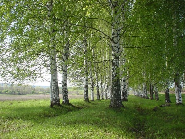 Березоньки Березки Игорь Слуцкий