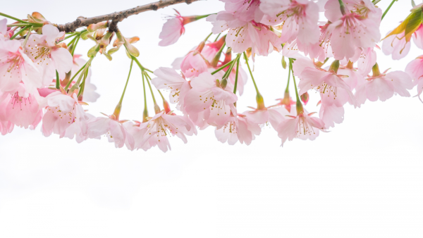 Веточка с цветами