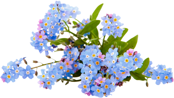 Ветка ампельная Сакура