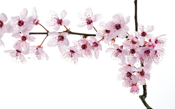 Весенние цветы на прозрачном фоне