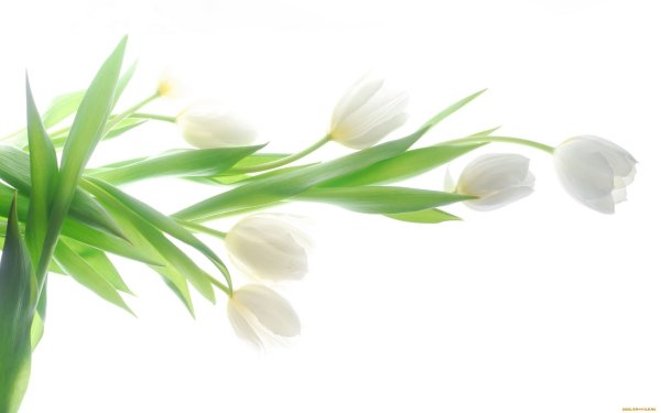 Яблоневый цвет на белом фоне