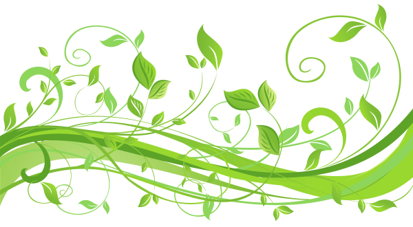 Ветка на белом фоне