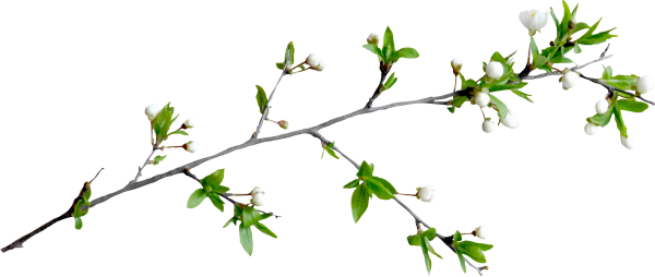 Летние цветы на прозрачном фоне