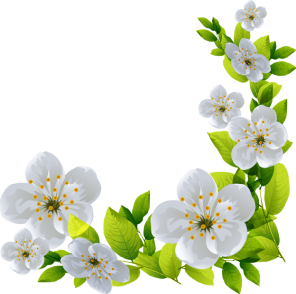 Весенние цветы на прозрачном фоне