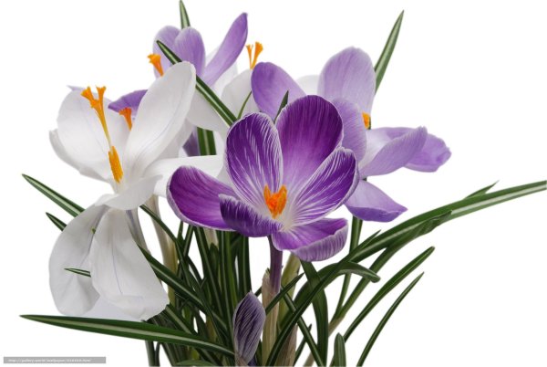 Цветочки на прозрачном фоне