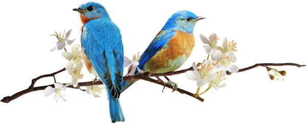 Подснежники на белом фоне