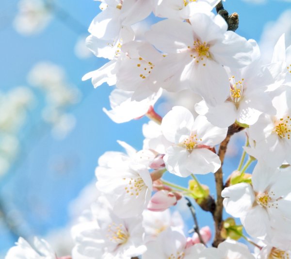 Нежный цветок