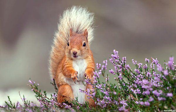 Кошка Весна цветы