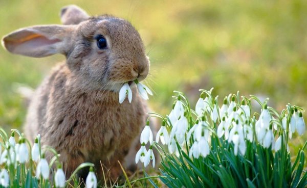 Цветы и животные