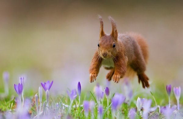Кот в цветах