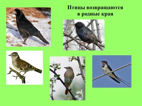 Птицы возвращаются в родные края