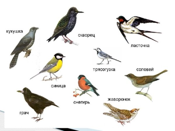 Птицы которые прилетают весной