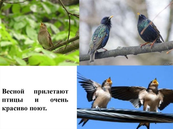 Весенние птицы которые прилетают
