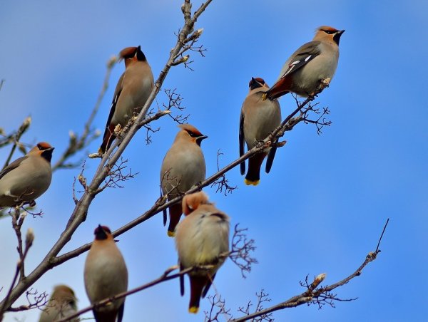 Птицы которые прилетают