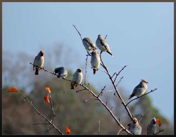 Птицы прилетели