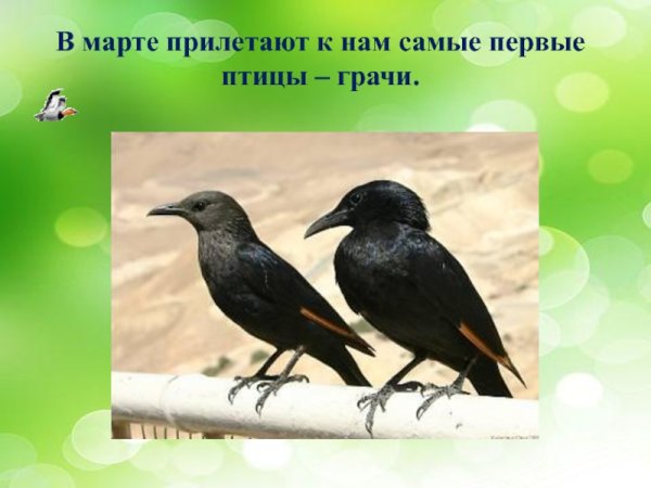 Птицы которые прилетают