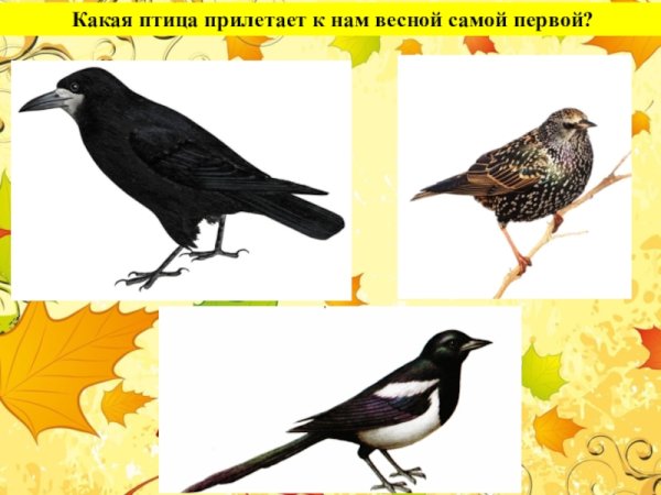 Птицы которые прилетают весной