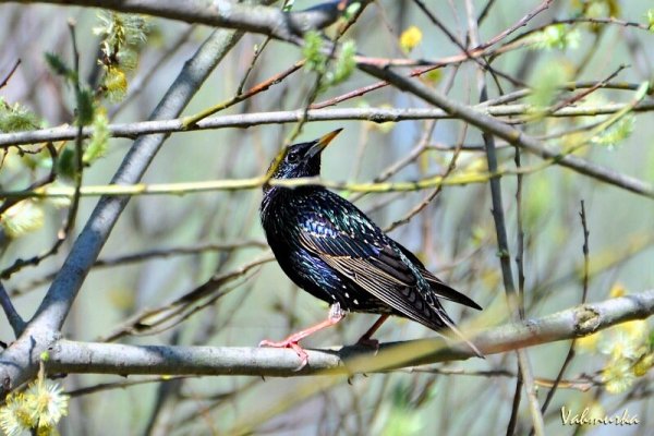 Весна птицы прилетели