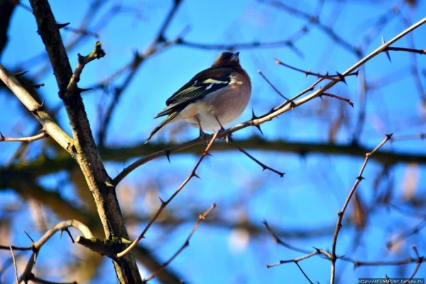 Птицы которые прилетают в Москву