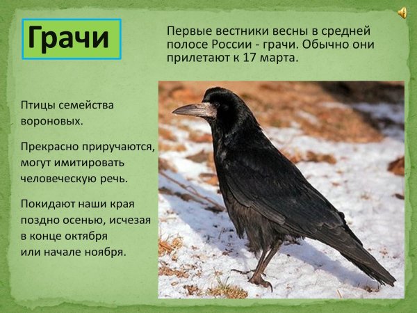 Грачи вестники весны